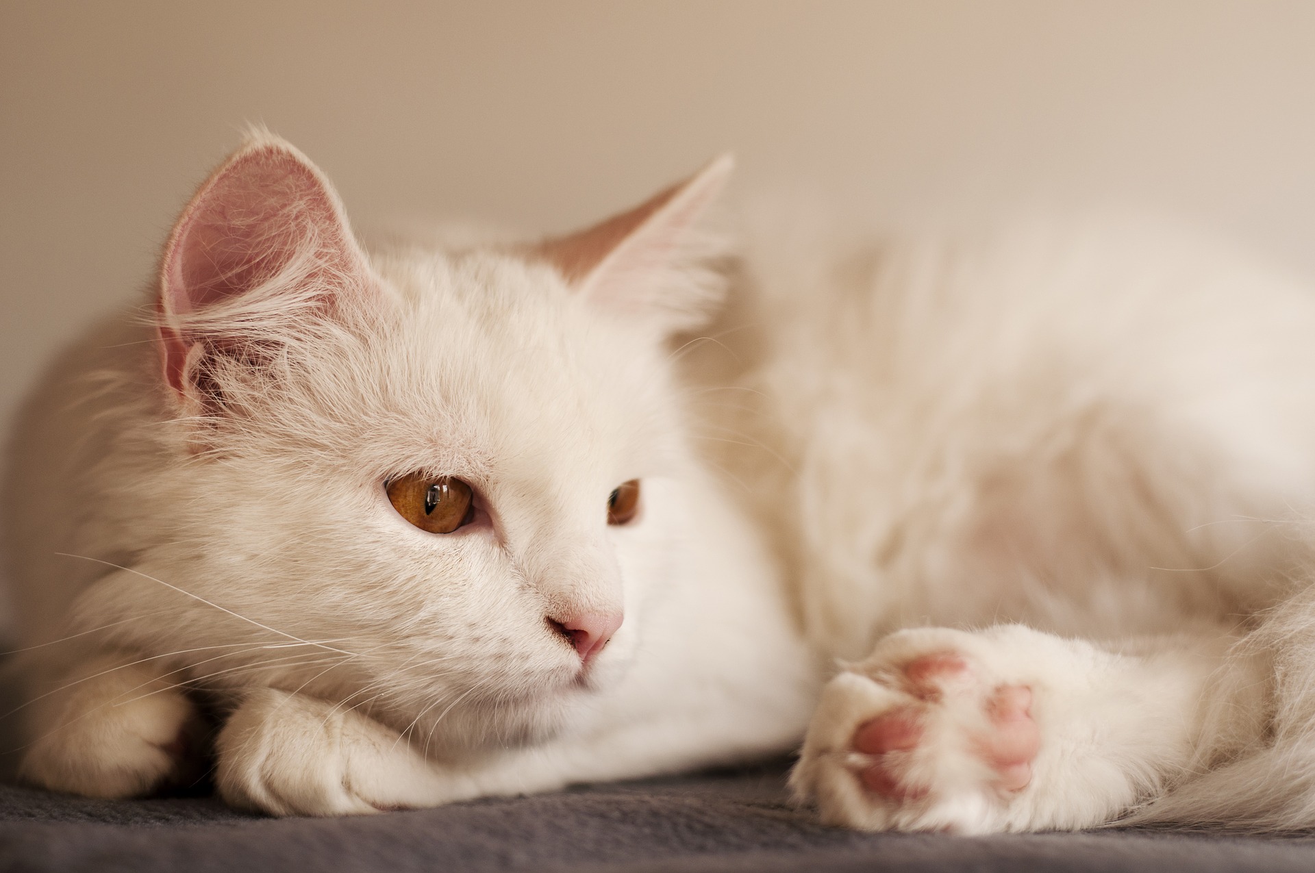 Kot rasy angora turecka ma piękną, jedwabiście delikatną sierść. Należy ją regularnie czesać, najlepiej grzebieniem o wąsko rozstawionych ząbkach.